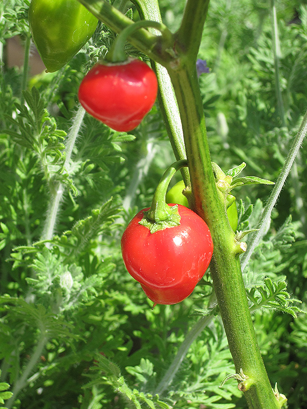 Caribbean Red Pepper (Capsicum chinense 'Caribbean Red') at Green Thumb Nursery