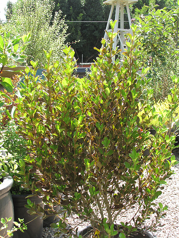 County Park Red Mirror Bush (Coprosma repens 'County Park Red') at Green Thumb Nursery