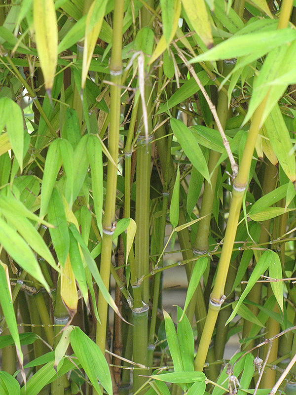 Golden Goddess Bamboo (Bambusa multiplex 'Golden Goddess') at Green Thumb Nursery