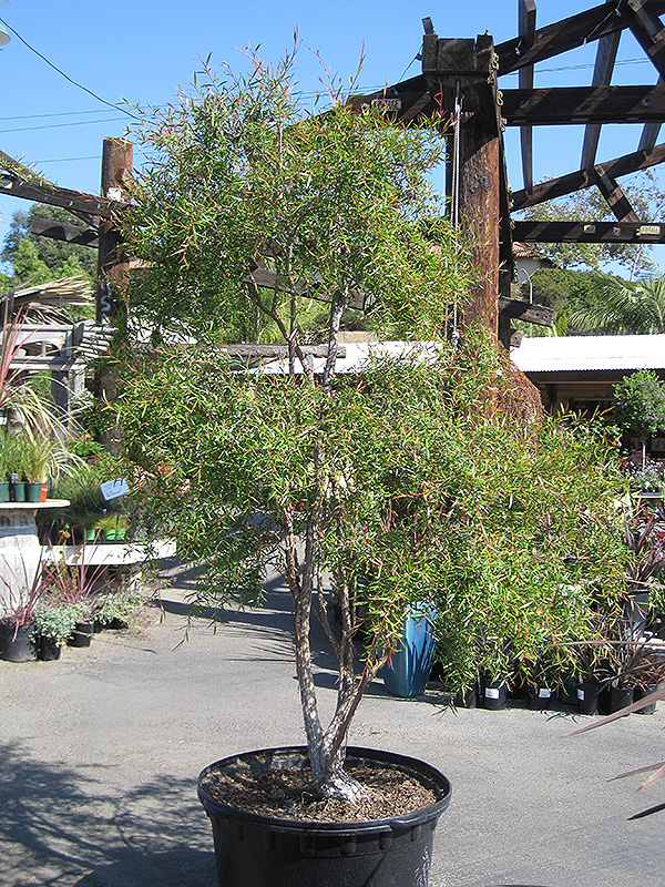 Lemon Scented Tea-Tree (Leptospermum petersonii) at Green Thumb Nursery