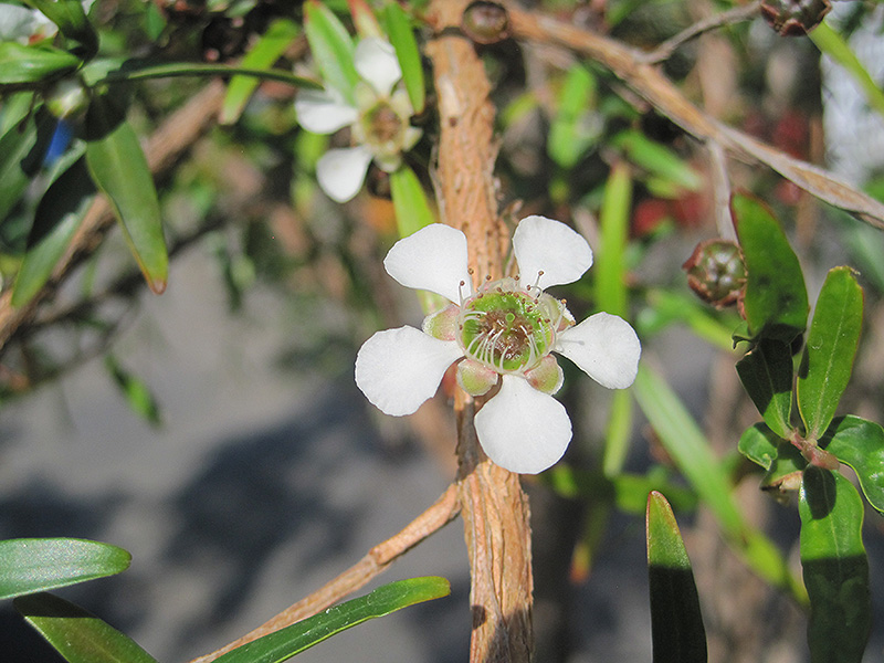 Lemon Scented Tea-Tree (Leptospermum petersonii) at Green Thumb Nursery