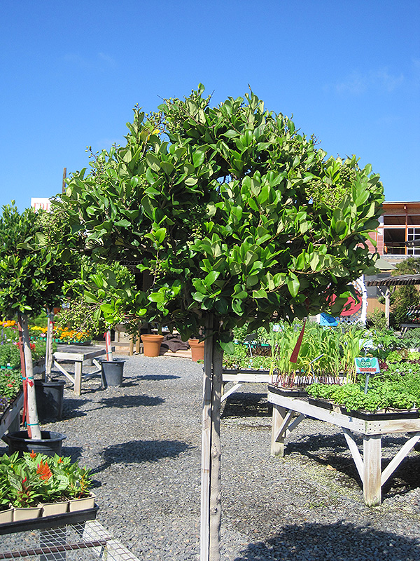 Image of Japanese privet tree in a garden