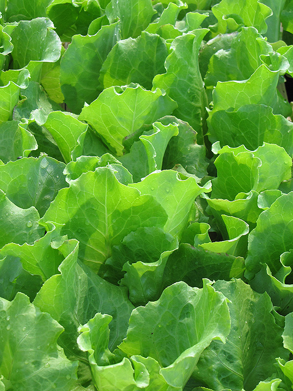 Nevada Lettuce (Lactuca sativa var. capitata 'Nevada') at Green Thumb Nursery