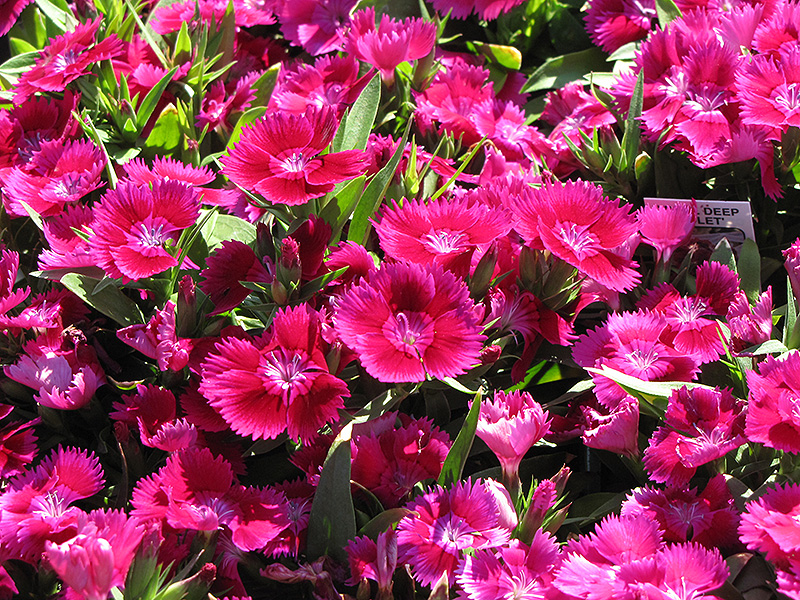 Ideal Deep Violet Pinks (Dianthus 'Ideal Deep Violet') at Green Thumb Nursery