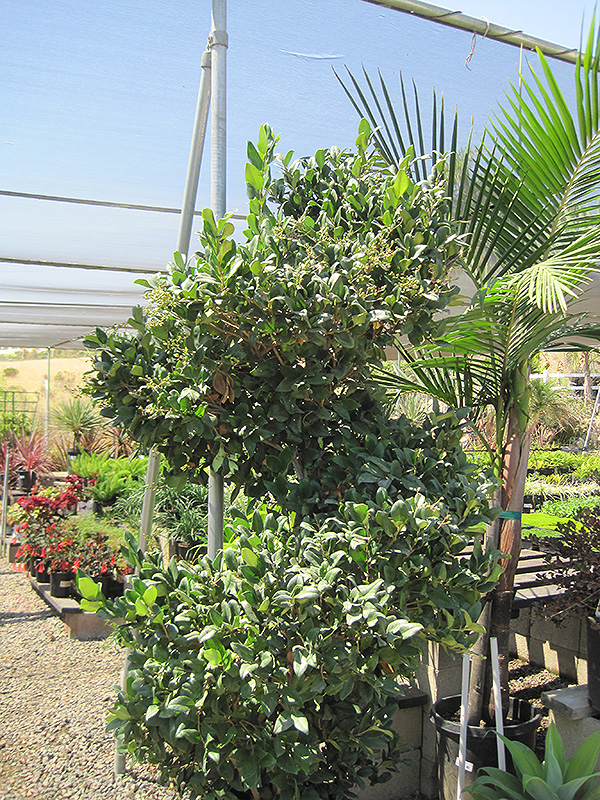 Texanum Japanese Privet (spiral form) (Ligustrum japonicum 'Texanum (spiral)') at Green Thumb Nursery