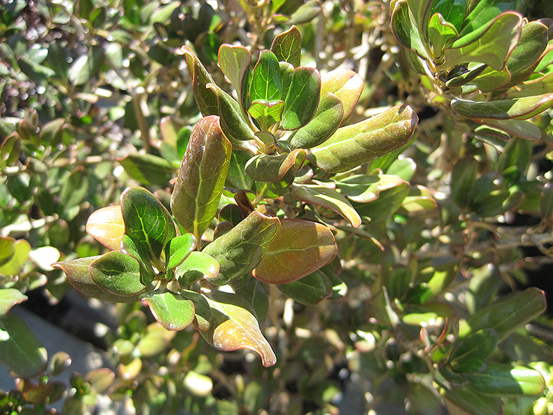 Mirror Bush (Coprosma repens) at Green Thumb Nursery