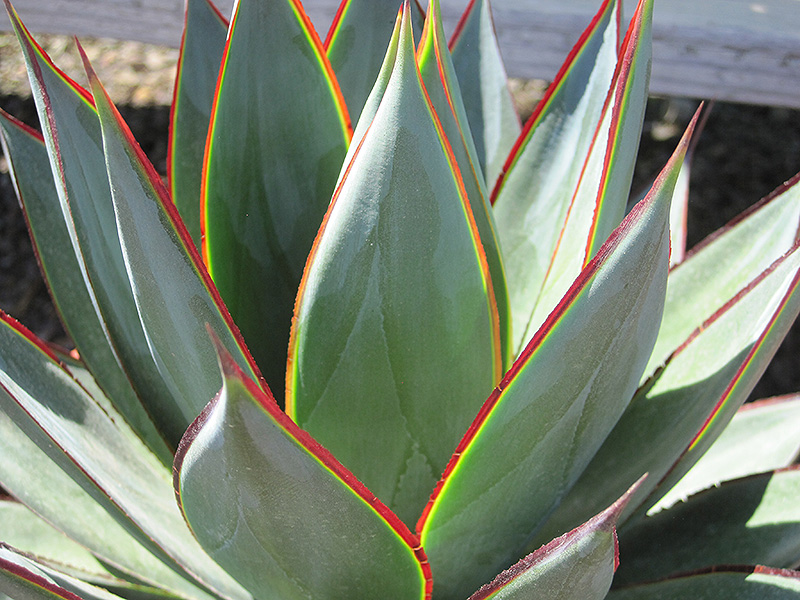 Blue Glow Agave (Agave 'Blue Glow') at Green Thumb Nursery