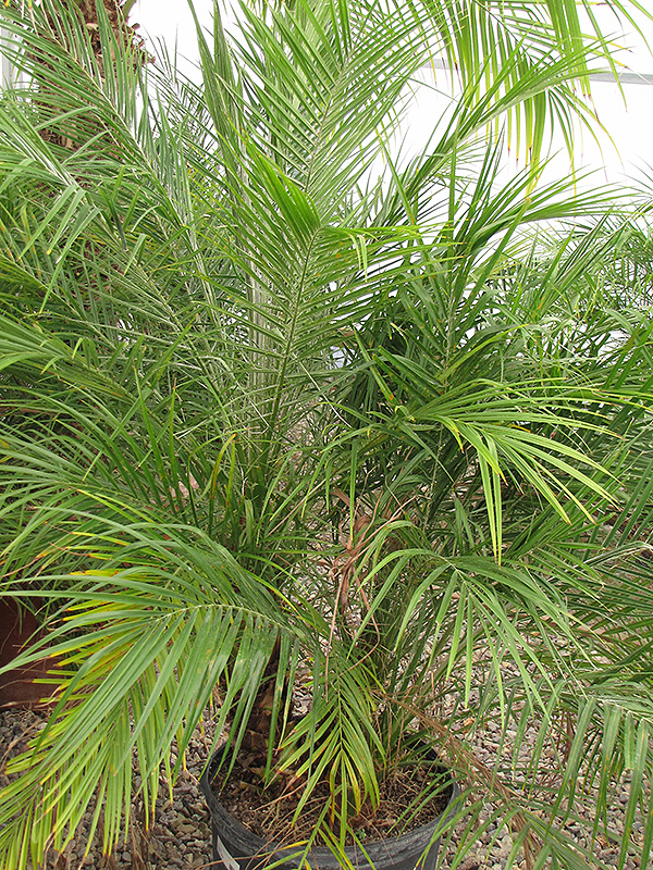 Pygmy Date Palm (shrub form) (Phoenix roebelenii (shrub form)) at Green Thumb Nursery