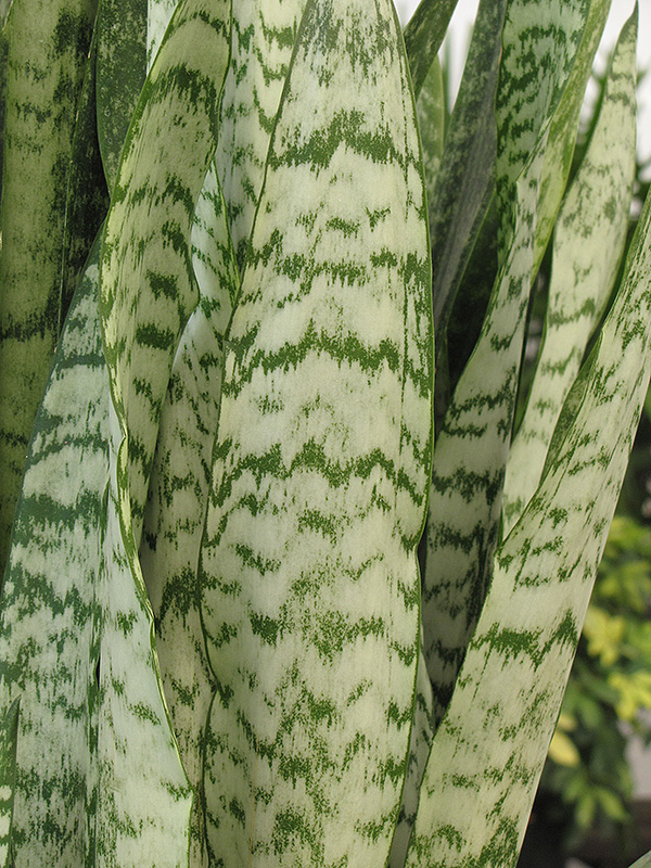 Ceylon Bowstring Hemp (Sansevieria zeylanica) at Green Thumb Nursery