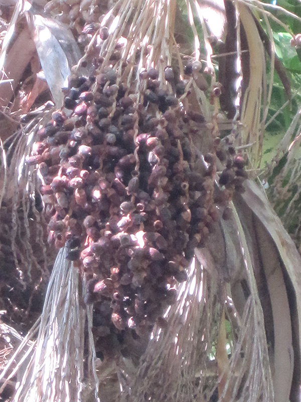 Pygmy Date Palm (Phoenix roebelenii) at Green Thumb Nursery
