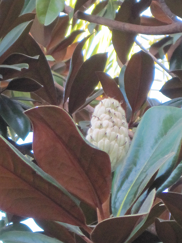 Teddy Bear Magnolia (Magnolia grandiflora 'Southern Charm') at Green Thumb Nursery
