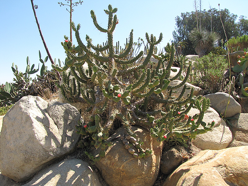 Eve's Needle Cactus (Austrocylindropuntia subulata) at Green Thumb Nursery