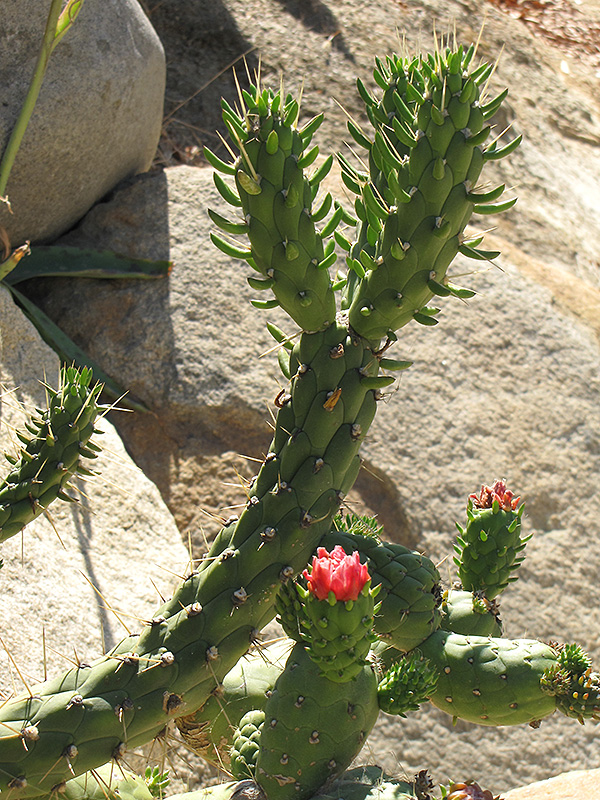 Eve's Needle Cactus (Austrocylindropuntia subulata) at Green Thumb Nursery