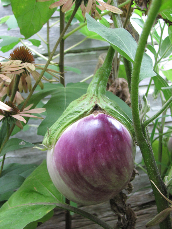 Rosa Bianca Eggplant (Solanum melongena 'Rosa Bianca') at Green Thumb Nursery