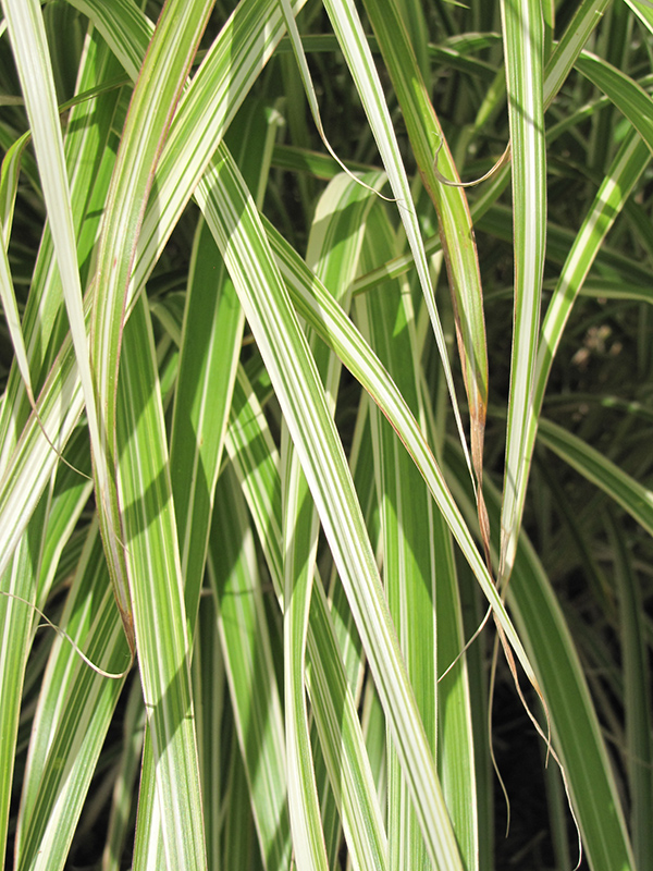 Morning Light Maiden Grass (Miscanthus sinensis 'Morning Light') at Green Thumb Nursery