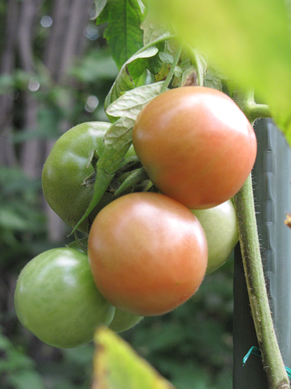 Better Boy Tomato (Solanum lycopersicum 'Better Boy') at Green Thumb Nursery