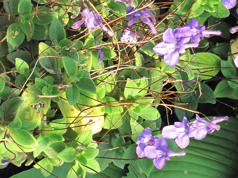 False African Violet (Streptocarpus saxorum) at Green Thumb Nursery