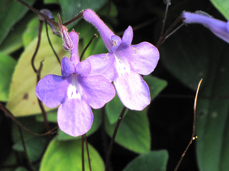 False African Violet (Streptocarpus saxorum) at Green Thumb Nursery