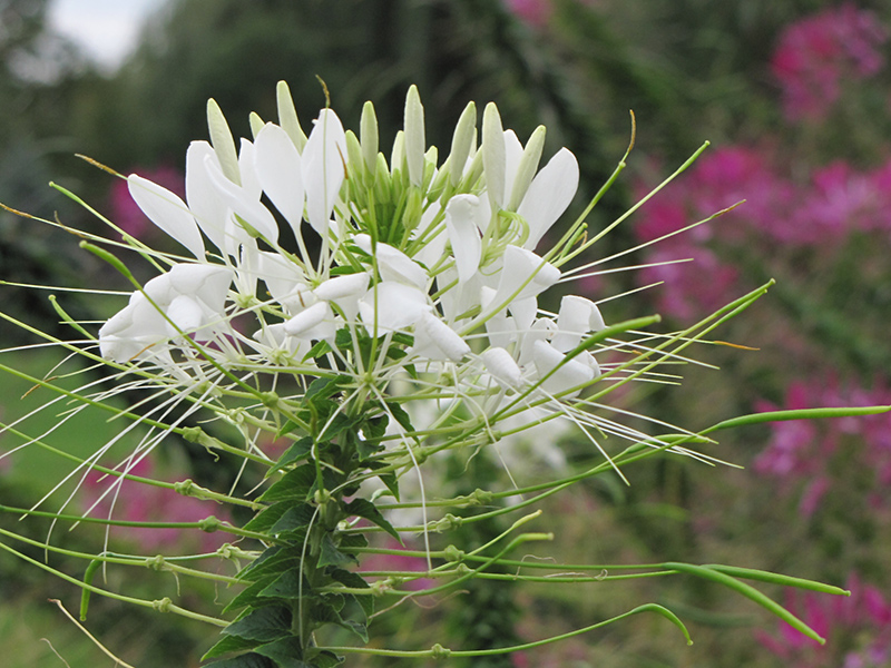 White Queen Spiderflower (Cleome hassleriana 'White Queen') at Green Thumb Nursery