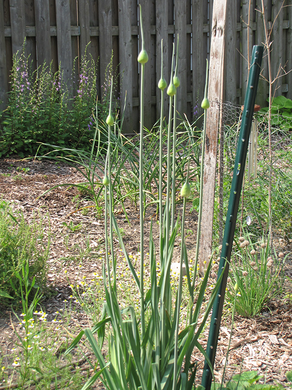 Garlic (Allium sativum) at Green Thumb Nursery