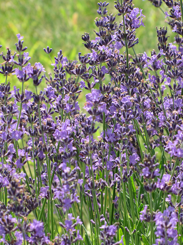 English Lavender (Lavandula angustifolia) at Green Thumb Nursery