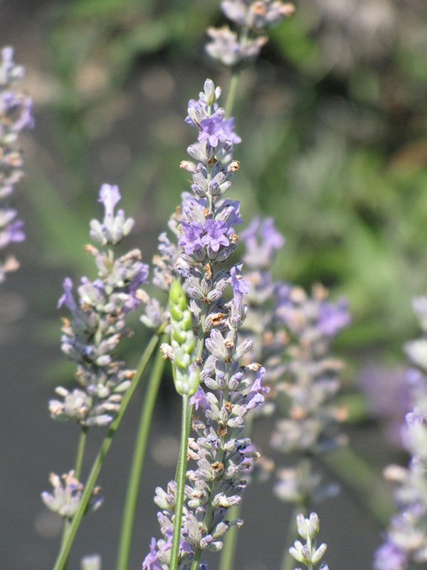 Provence Lavender (Lavandula x intermedia 'Provence') at Green Thumb Nursery