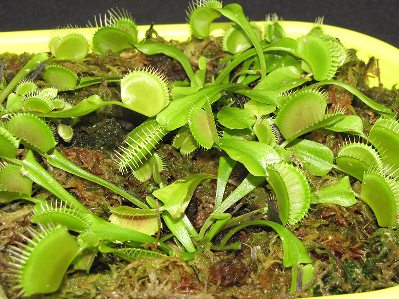 Venus Flytrap (Dionaea muscipula) at Green Thumb Nursery