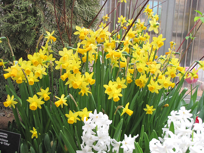 Tete a Tete Daffodil (Narcissus 'Tete a Tete') at Green Thumb Nursery
