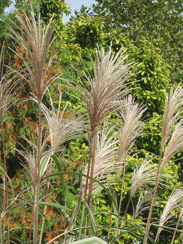 Variegated Silver Grass (Miscanthus sinensis 'Variegatus') at Green Thumb Nursery