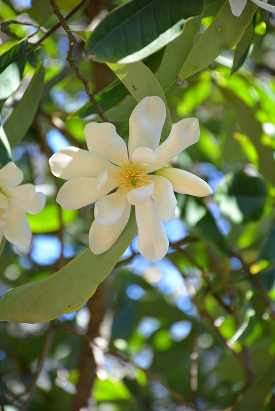 Sweet Michelia Magnolia (Magnolia doltsopa) at Green Thumb Nursery