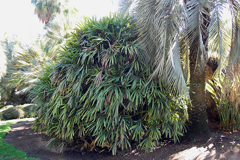 Lady Palm (Rhapis excelsa) at Green Thumb Nursery