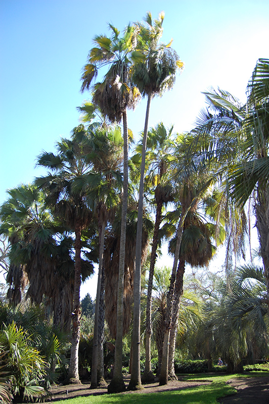 San Jose Hesper Palm (Brahea brandegeei) at Green Thumb Nursery