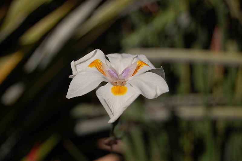 Fairy Lily (Dietes grandiflora) at Green Thumb Nursery