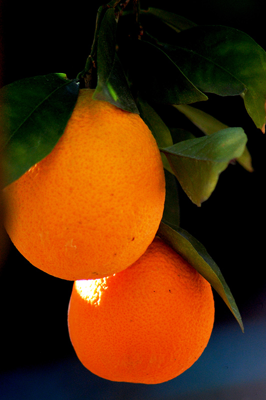Robertson Navel Orange (Citrus sinensis 'Robertson') at Green Thumb Nursery