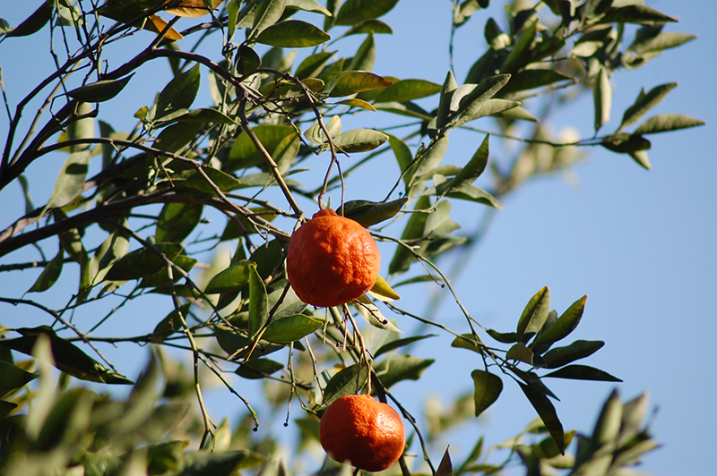 Dancy Tangerine (Citrus reticulata 'Dancy') at Green Thumb Nursery