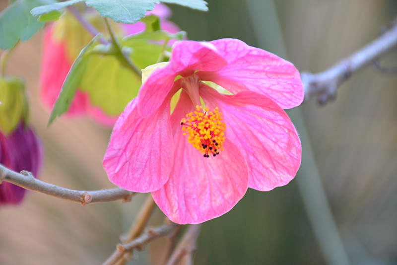 Pink Flowering Maple (Abutilon 'Pink') at Green Thumb Nursery