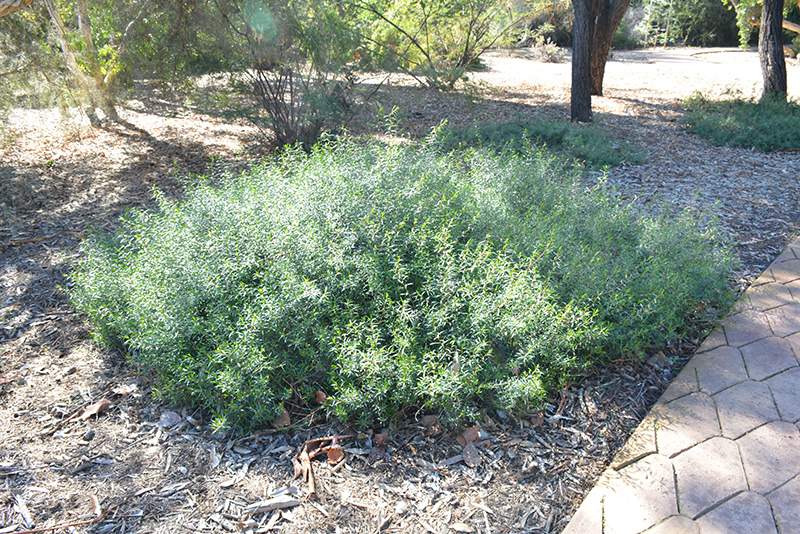 Spotted Emu Bush (Eremophila maculata var. brevifolia) at Green Thumb Nursery