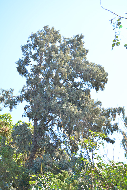 Hollywood Juniper (Juniperus chinensis 'Torulosa') at Green Thumb Nursery