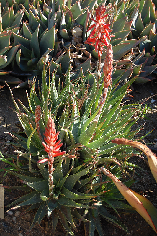 Spider Aloe (Aloe x spinosissima) at Green Thumb Nursery