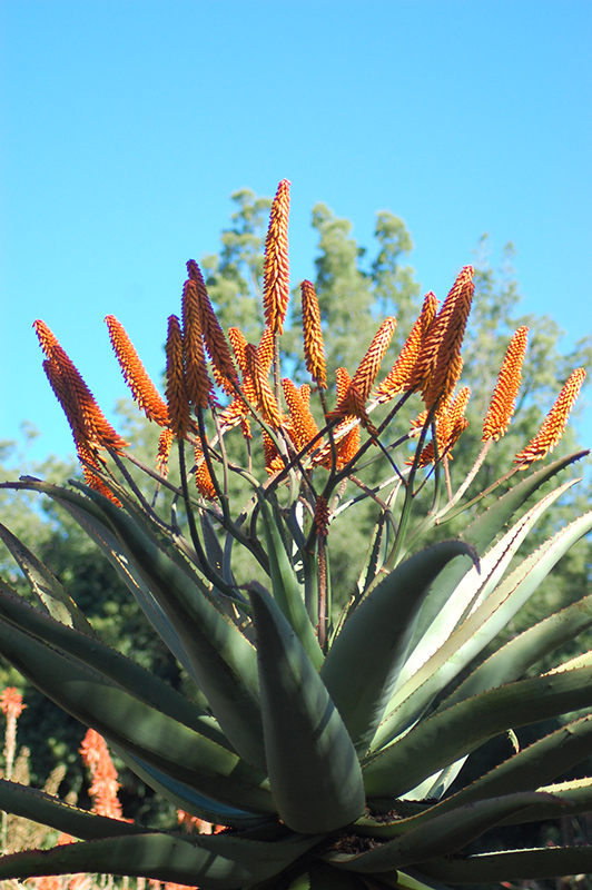 Cape Aloe (Aloe ferox) at Green Thumb Nursery