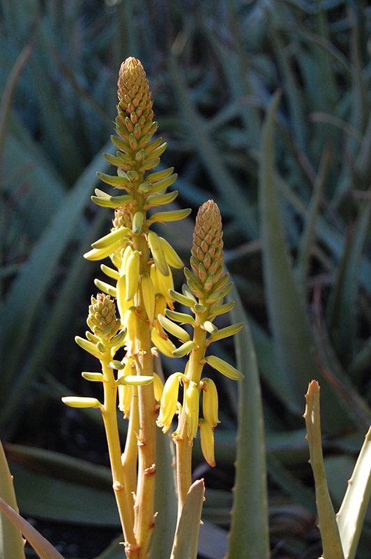 Yellow Flowered Aloe Vera (Aloe vera 'Yellow') at Green Thumb Nursery