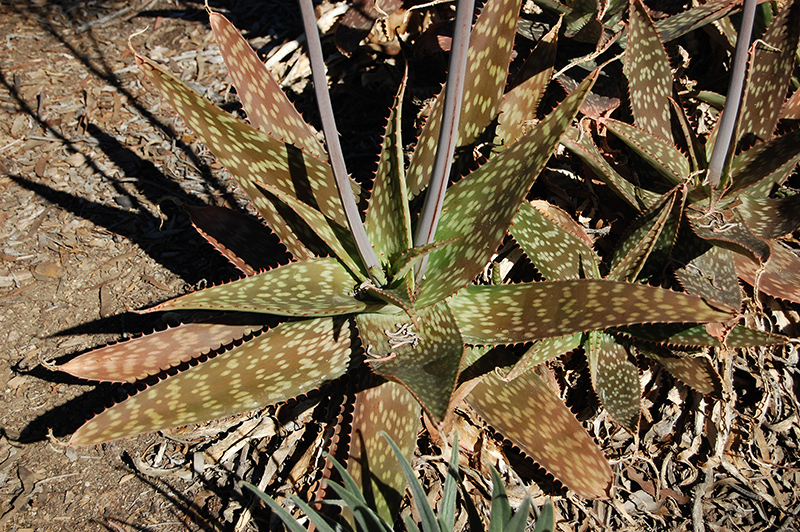 Soap Aloe (Aloe maculata) at Green Thumb Nursery