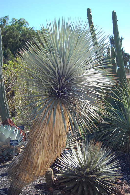 Beaked Yucca (Yucca rostrata) at Green Thumb Nursery