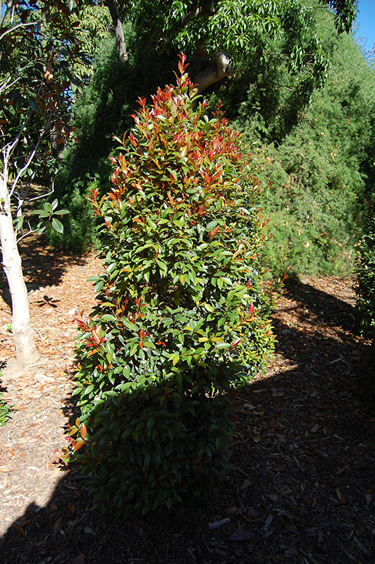 Monterey Bay Brush Cherry (Eugenia myrtifolia 'Monterey Bay') at Green Thumb Nursery