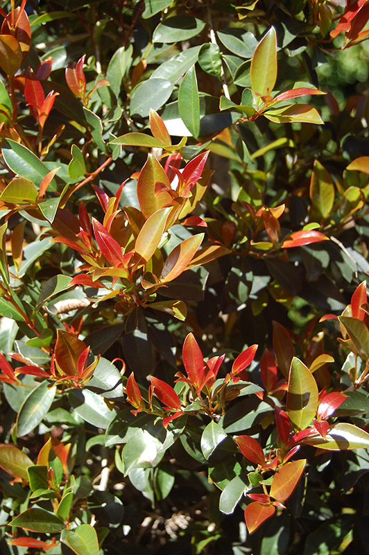 Monterey Bay Brush Cherry (Eugenia myrtifolia 'Monterey Bay') at Green Thumb Nursery