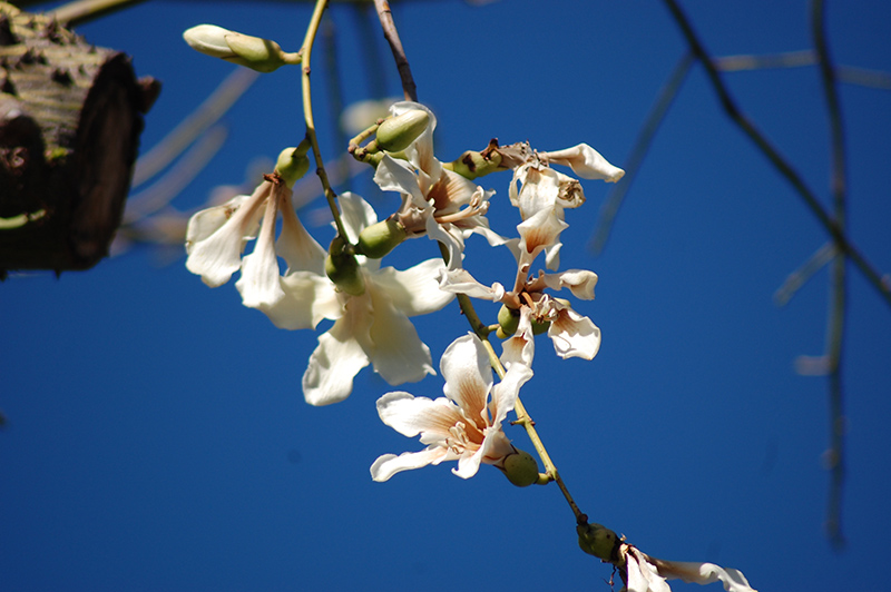 White Silk Floss Tree (Chorisia insignis) at Green Thumb Nursery