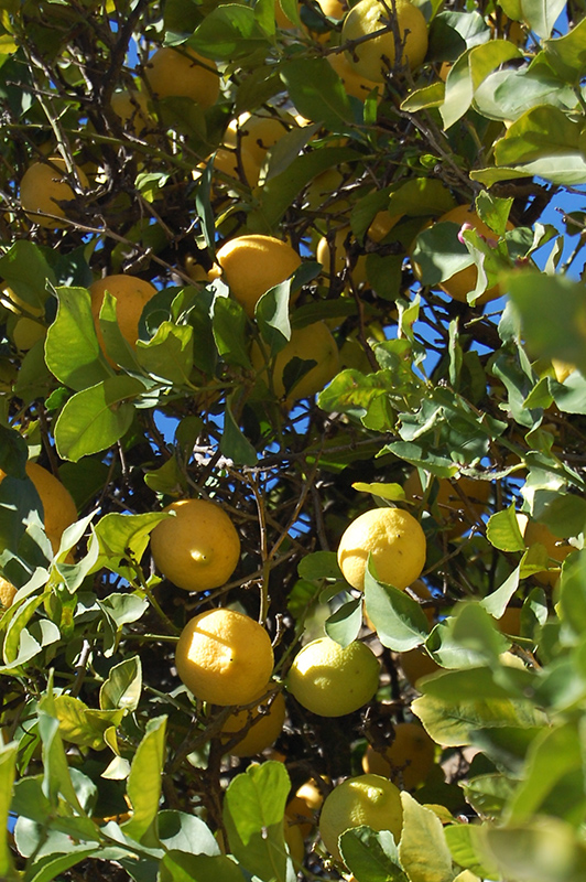 Lemon (Citrus limon) at Green Thumb Nursery