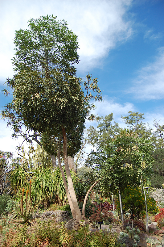 Cabbage Tree (Cussonia spicata) at Green Thumb Nursery