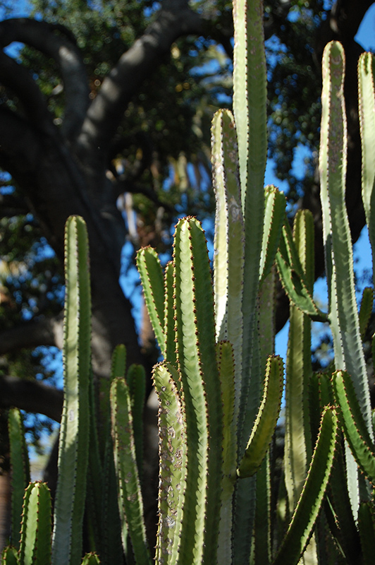 Canary Island Spurge (Euphorbia canariensis) at Green Thumb Nursery