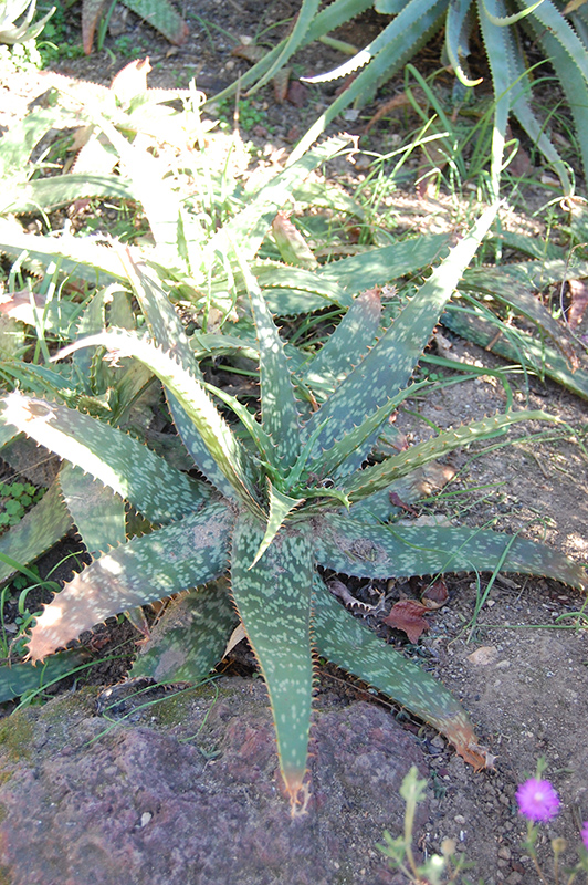 Icena (Aloe greenii) at Green Thumb Nursery